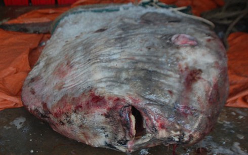 Bắt được cá mặt trăng hơn 500kg đặc biệt quý hiếm ở biển Hà Tĩnh - ảnh 2