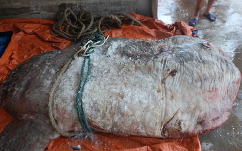 Bắt được cá mặt trăng hơn 500kg đặc biệt quý hiếm ở biển Hà Tĩnh - ảnh 3