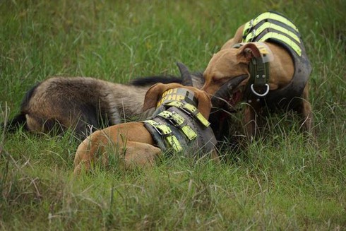 Thú vui đi săn giữa... phố - ảnh 2