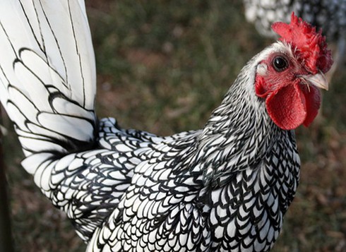 “Gà lai... cá” độc nhất thế giới, giá bạc triệu, dân chơi Việt mê mẩn - ảnh 1