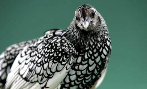 “Gà lai... cá” độc nhất thế giới, giá bạc triệu, dân chơi Việt mê mẩn - ảnh 10