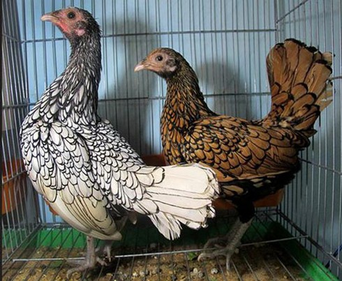 “Gà lai... cá” độc nhất thế giới, giá bạc triệu, dân chơi Việt mê mẩn - ảnh 11