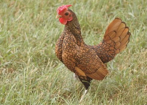 “Gà lai... cá” độc nhất thế giới, giá bạc triệu, dân chơi Việt mê mẩn - ảnh 2