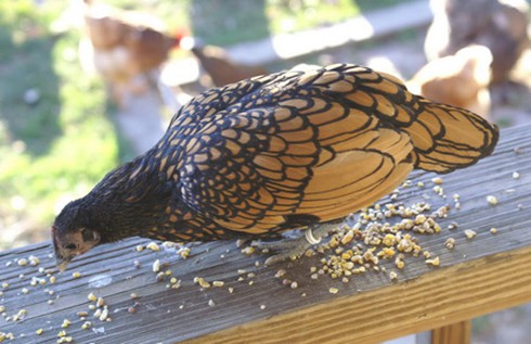 “Gà lai... cá” độc nhất thế giới, giá bạc triệu, dân chơi Việt mê mẩn - ảnh 4