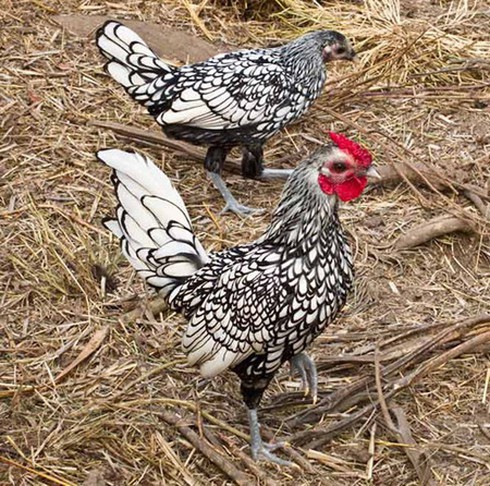 “Gà lai... cá” độc nhất thế giới, giá bạc triệu, dân chơi Việt mê mẩn - ảnh 5