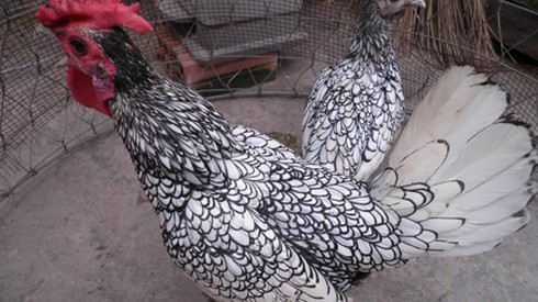 “Gà lai... cá” độc nhất thế giới, giá bạc triệu, dân chơi Việt mê mẩn - ảnh 6