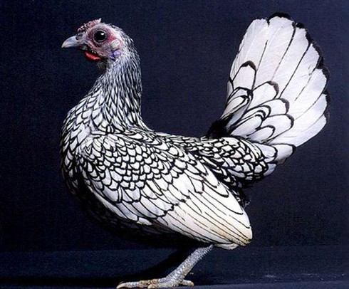 “Gà lai... cá” độc nhất thế giới, giá bạc triệu, dân chơi Việt mê mẩn - ảnh 7