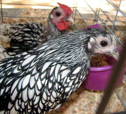 “Gà lai... cá” độc nhất thế giới, giá bạc triệu, dân chơi Việt mê mẩn - ảnh 8