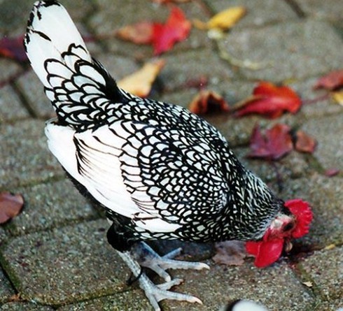 “Gà lai... cá” độc nhất thế giới, giá bạc triệu, dân chơi Việt mê mẩn - ảnh 9