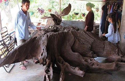 Náo loạn vì 'gốc cây trị bá bệnh' - ảnh 1