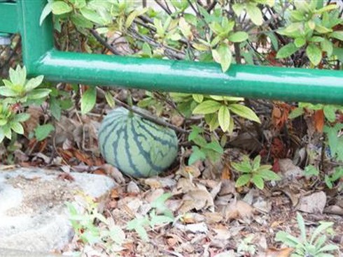 Dưa hấu kết trái bên đường xôn xao dư luận Nhật - ảnh 1