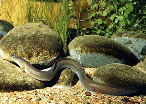 10 loài động vật sống dai dẳng hàng trăm năm - ảnh 6