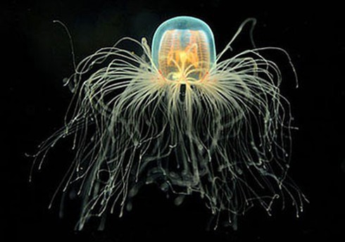 10 loài động vật sống dai dẳng hàng trăm năm - ảnh 10