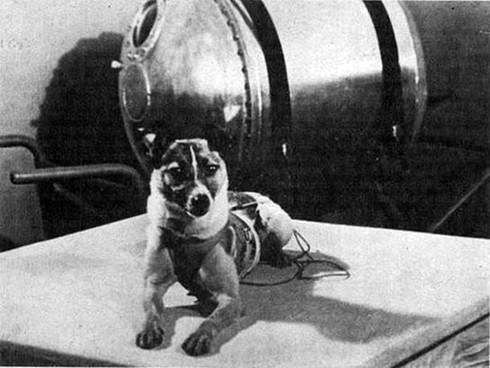 Bí mật của chú chó đầu tiên bay vào vũ trụ - ảnh 1