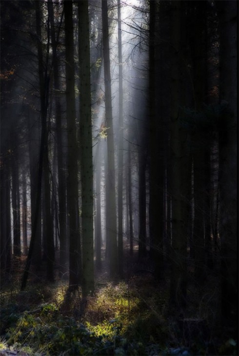 Khám phá Black Forest – khu rừng đen huyền bí ở Đức - ảnh 2