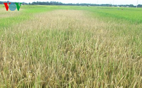 Lúa sắp thu hoạch bị kẻ xấu phun thuốc diệt cỏ chết trắng đồng - ảnh 1