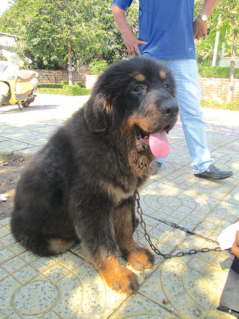 Thú chơi siêu khuyển của đại gia Bình Thuận - ảnh 1