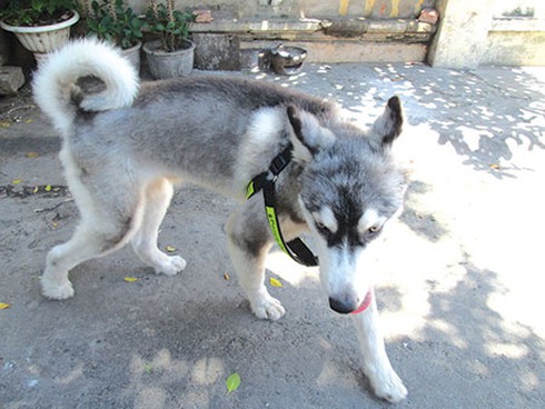 Thú chơi siêu khuyển của đại gia Bình Thuận - ảnh 2