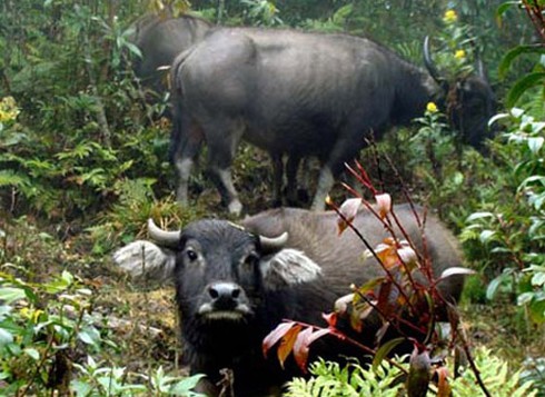 Hà Tĩnh: Lạ lùng đi săn trâu... nhà - ảnh 1
