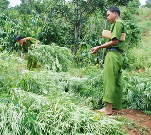 Trồng hơn 300 cây cần sa sắp thu hoạch trong đất công ty - ảnh 1