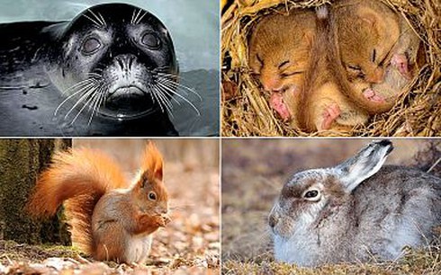 Một nửa số động vật trên thế giới đã biến mất - ảnh 1