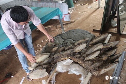 Phát hiện cây nấm lạ nặng hơn 2 tạ, hình thù giống con cóc - ảnh 1