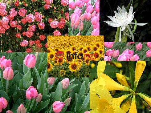 Ý nghĩa các loài hoa, màu hoa, cách chọn phù hợp ngày lễ - ảnh 1