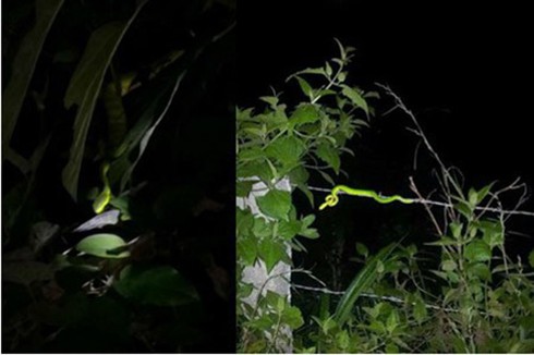 Nghệ An: Rắn độc tràn về làng tấn công người dân - ảnh 1