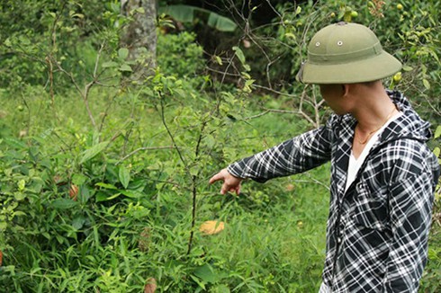 Nghệ An: Rắn độc tràn về làng tấn công người dân - ảnh 2