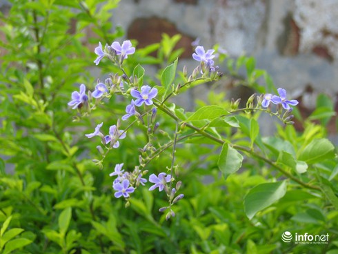 Tin gió mùa đông bắc đêm 2/11 và dự báo thời tiết 1/11 - ảnh 1