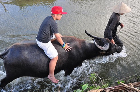 Lạ lùng nghề dạy du khách cưỡi ... trâu - ảnh 2