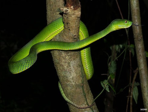 Quảng Ngãi: Xuất hiện rấn lục đuôi đỏ trong khu vực dân cư - ảnh 2