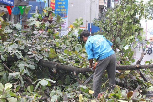 Hà Nội: Chặt hạ, thay thế 200 cây xanh - ảnh 4