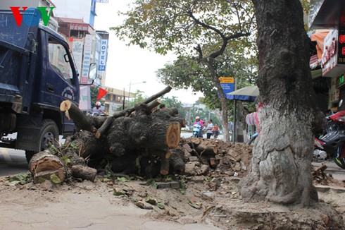 Hà Nội: Chặt hạ, thay thế 200 cây xanh - ảnh 5