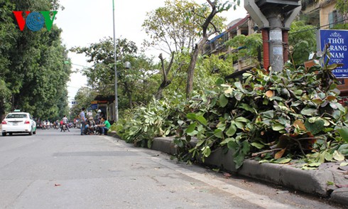 Hà Nội: Chặt hạ, thay thế 200 cây xanh - ảnh 10