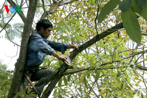 Hà Nội: Chặt hạ, thay thế 200 cây xanh - ảnh 1