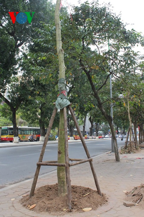Hà Nội: Chặt hạ, thay thế 200 cây xanh - ảnh 9