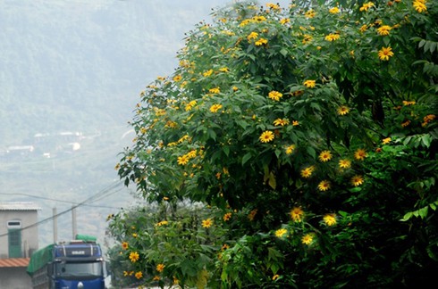 Lên “đất thép” ngắm hoa dã quỳ khoe sắc - ảnh 1