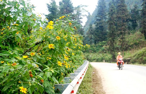 Lên “đất thép” ngắm hoa dã quỳ khoe sắc - ảnh 2