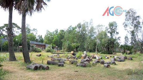 Cảnh giác tình trạng triệt hạ cây thốt nốt - ảnh 1