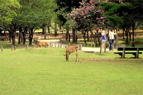 Những điểm đến đẹp như mơ của Nhật Bản - ảnh 4