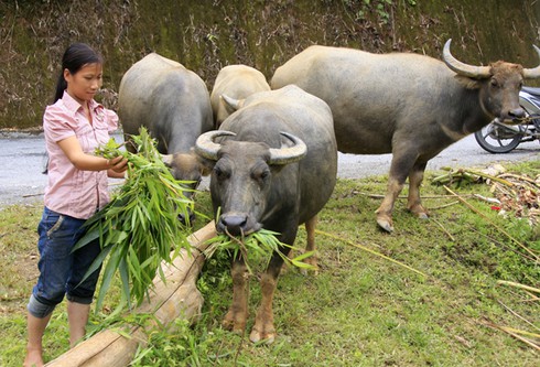Bát Xát: Sau đợt mưa tuyết, giá rét, 6 con trâu, bò bị chết rét - ảnh 1