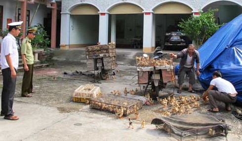 Bắt giữ 4.000 con gà Trung Quốc nhập lậu - ảnh 1
