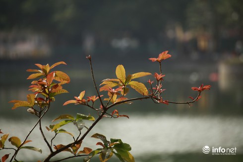 Dự báo thời tiết 18/1: Bắc bộ ấm dần lên, Hà Nội nắng đẹp - ảnh 1