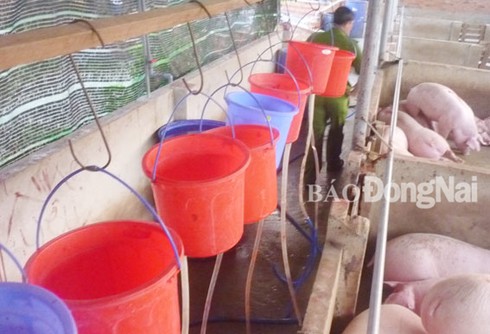 Lại phát hiện heo bị bơm nước ở Đồng Nai - ảnh 1