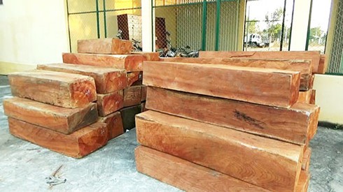 Kiểm lâm “giúp” xe chở gỗ vi phạm chạy trốn - ảnh 1