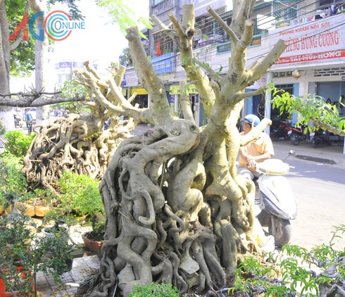 Cặp kiểng “song sanh” giá 250 triệu đồng - ảnh 1