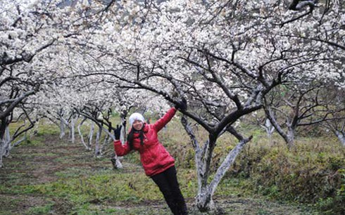 Tour du lịch ngắn ngày hấp dẫn khách dịp Tết Nguyên đán - ảnh 1