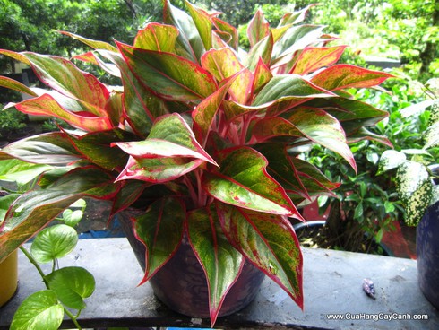 Chơi Tết với cây