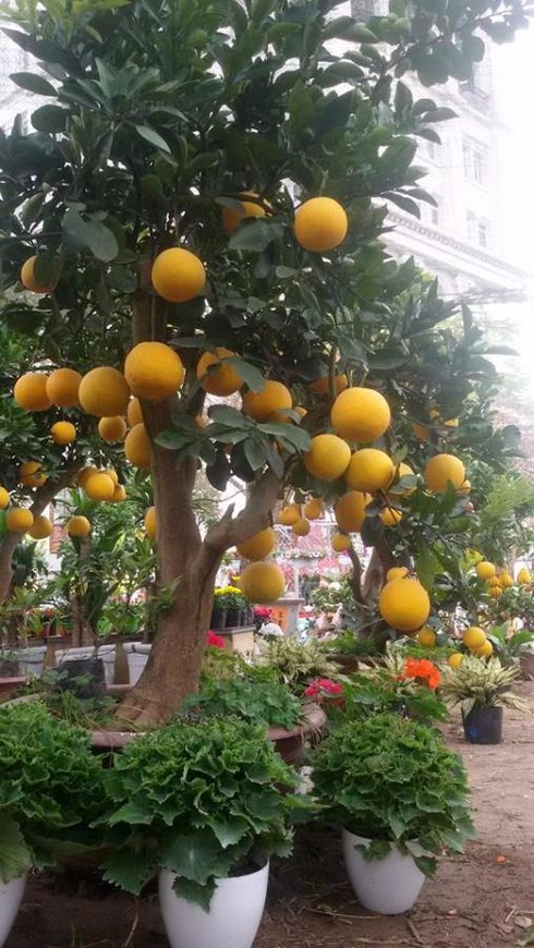 Chơi Tết với cây